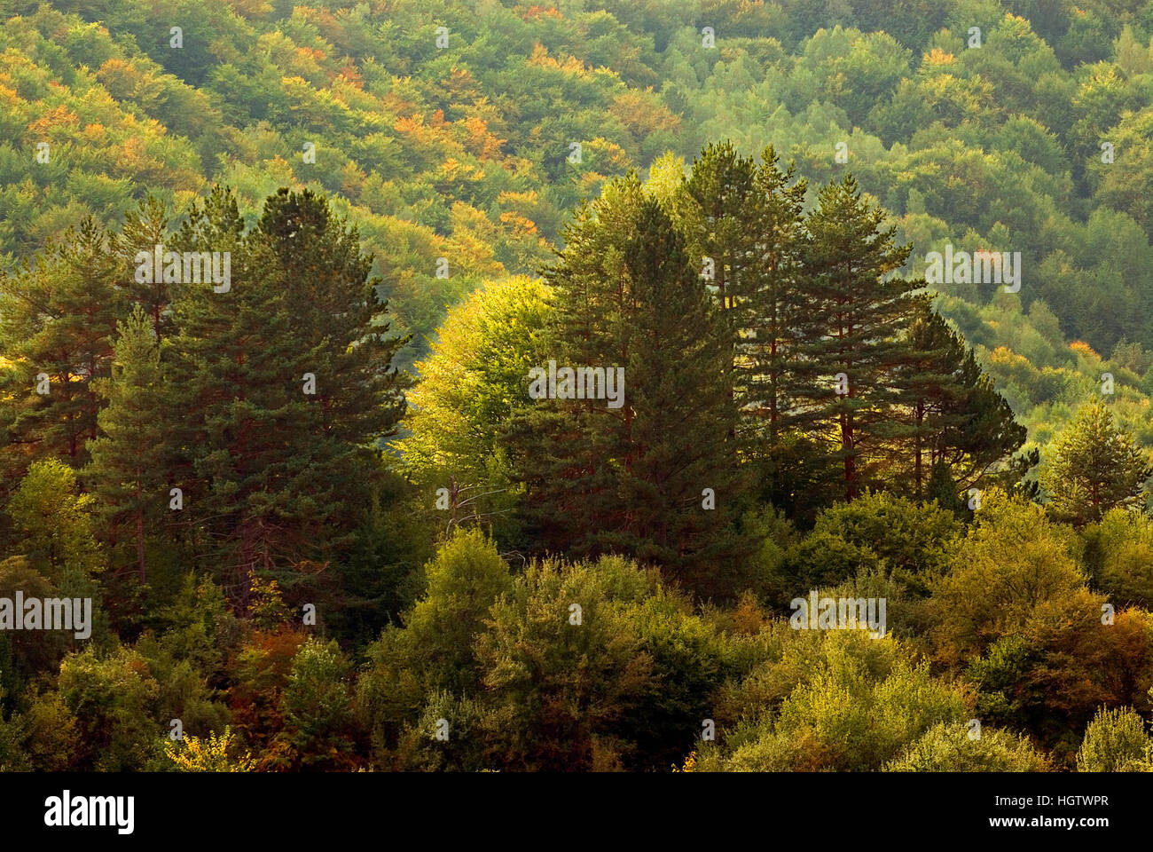 Frakto Jungfrau Wald, Drama Präfektur, Mazedonien Osten, Griechenland, Europa Stockfoto