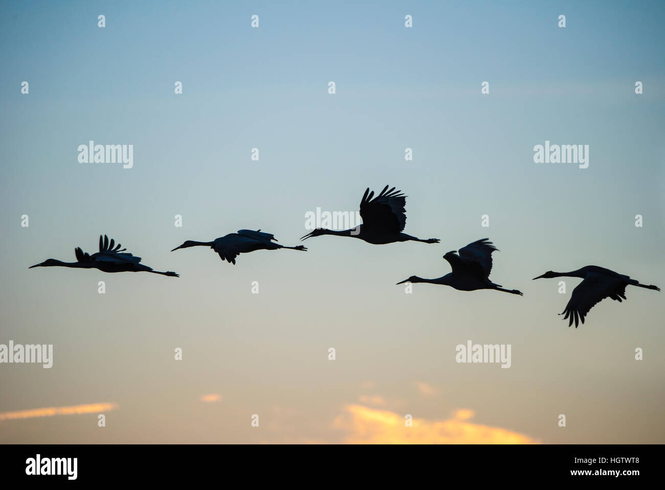 Wimtering Kraniche im Flug gegen Dämmerung Himmel Stockfoto