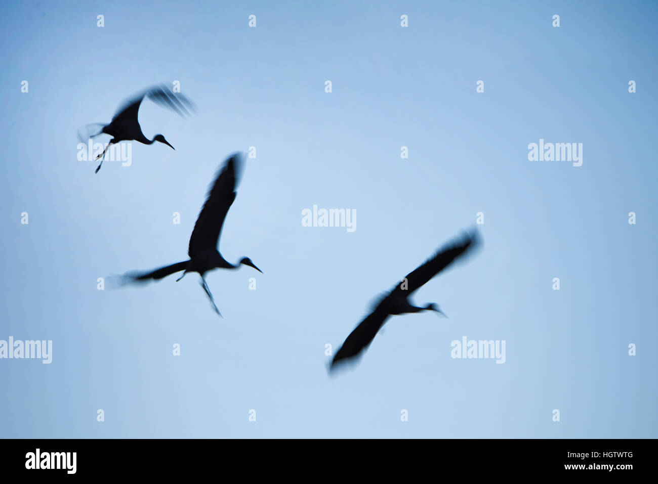 Bewegungsunschärfe der Kraniche im Flug mit blauem Himmelshintergrund Stockfoto