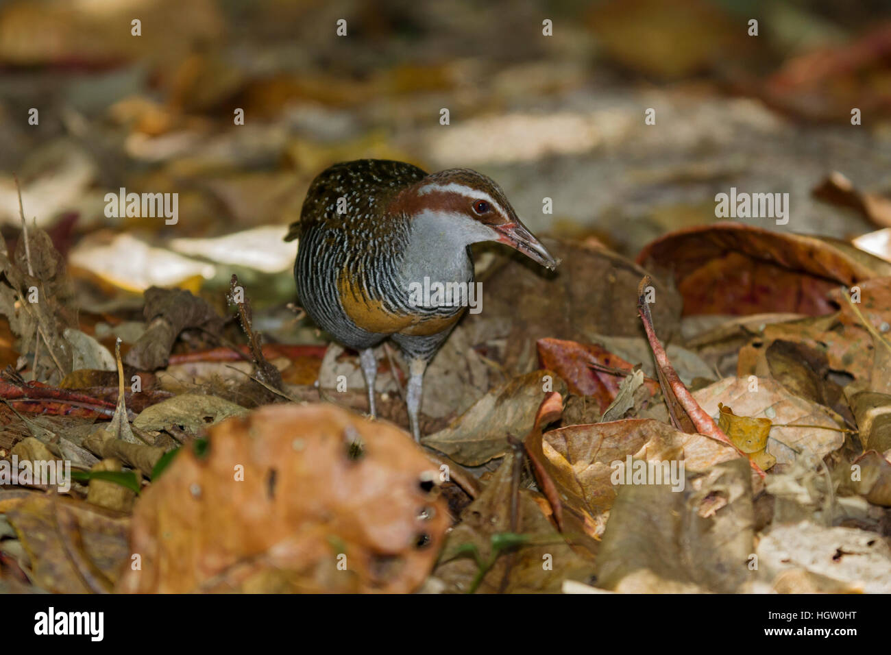 Buff-banded Rail - Nahrungssuche auf Waldboden Gallirallus Philippensis grüne Insel, Great Barrier Reef, Queensland, Australien BI031096 Stockfoto