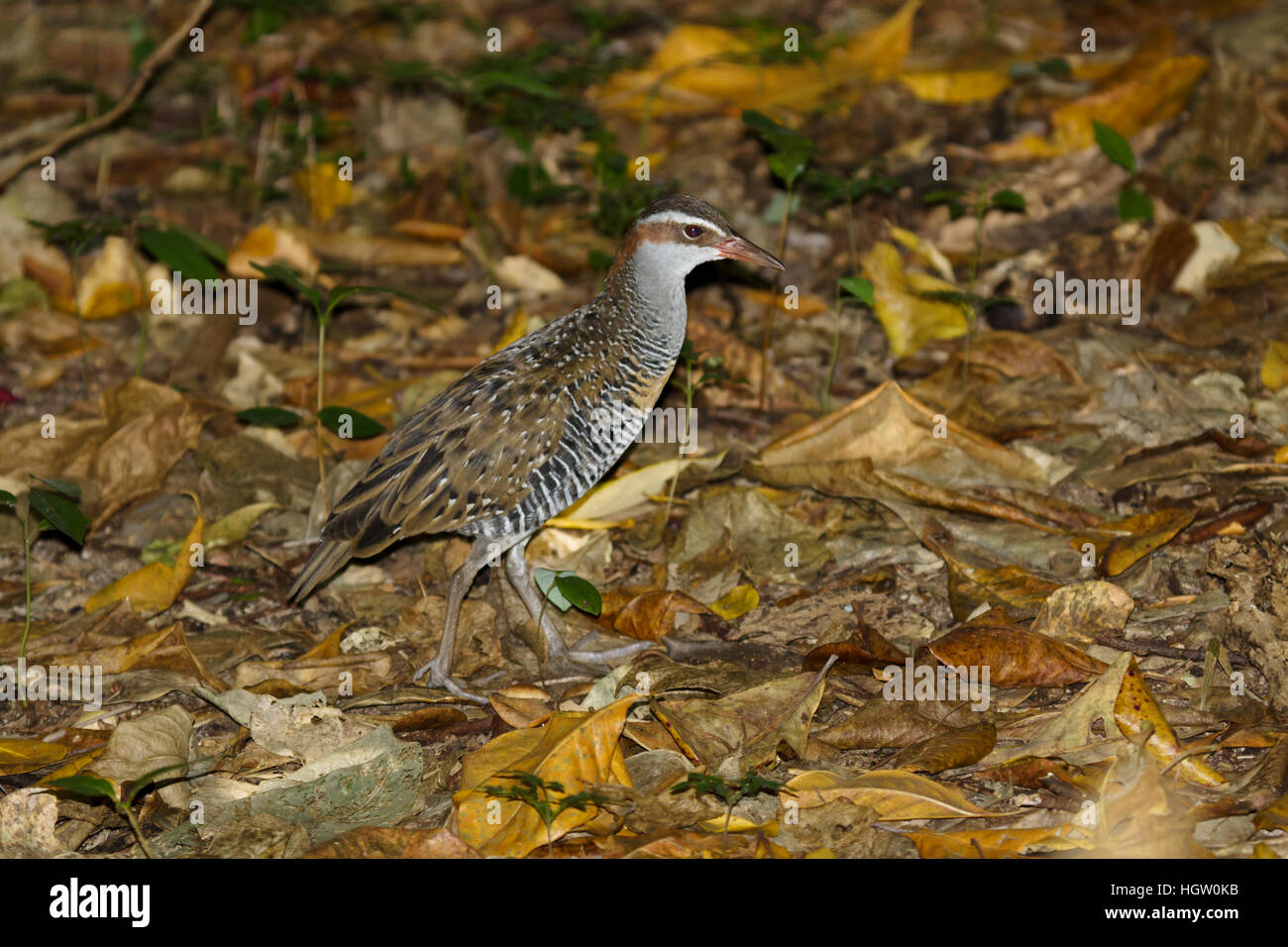 Buff-banded Rail - Nahrungssuche auf Waldboden Gallirallus Philippensis grüne Insel, Great Barrier Reef, Queensland, Australien BI031102 Stockfoto