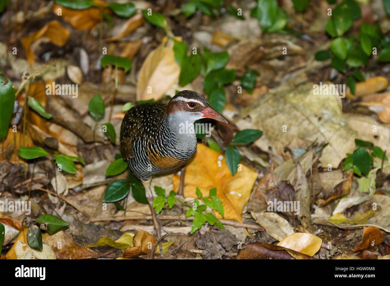 Buff-banded Rail - Nahrungssuche auf Waldboden Gallirallus Philippensis grüne Insel, Great Barrier Reef, Queensland, Australien BI031105 Stockfoto