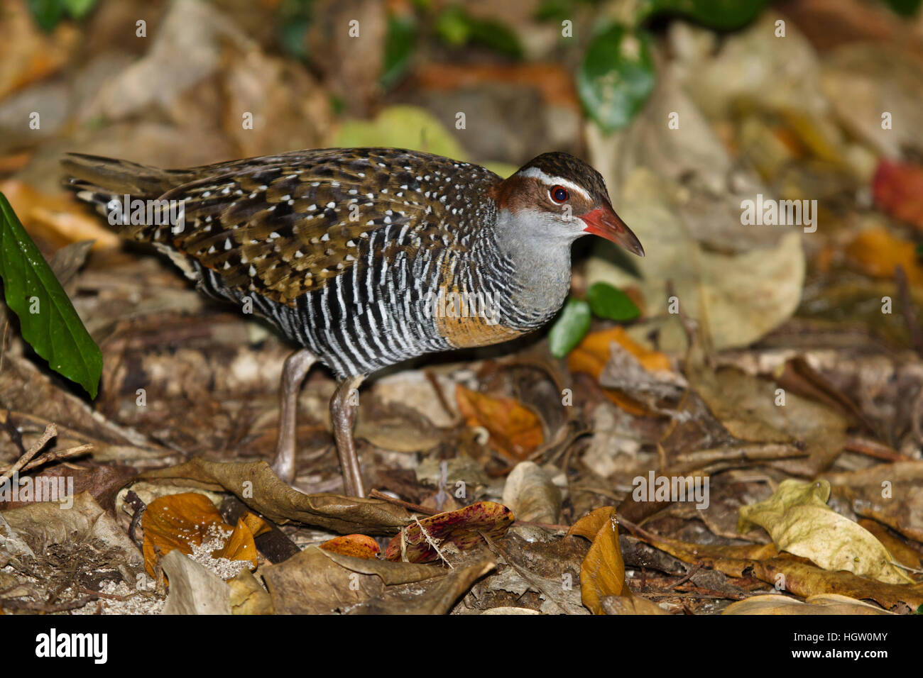 Buff-banded Rail - Nahrungssuche auf Waldboden Gallirallus Philippensis grüne Insel, Great Barrier Reef, Queensland, Australien BI031108 Stockfoto