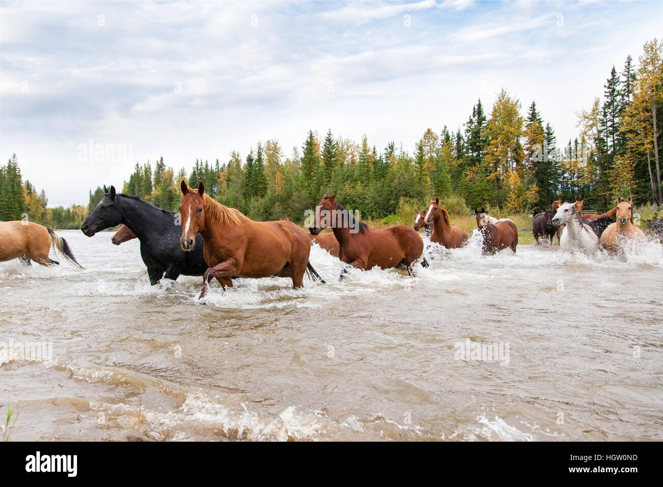 Nahaufnahme der Pferde im Galopp über einen Fluss in der Cowboyland von Alberta, Kanada. Stockfoto