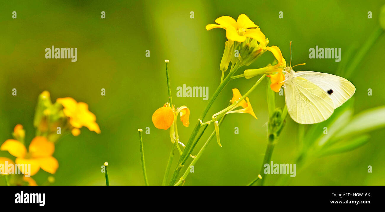 Kohl-Schmetterling auf gelbe Geranie Blume Stockfoto