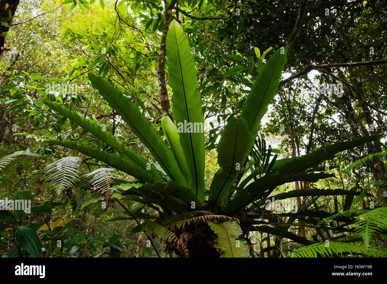 Ein Vogel Nest Farn, Asplenium Nedis, im Botanischen Garten im Kinabalu National Park ist ein World Heritage Site, Sabah, Borneo Stockfoto