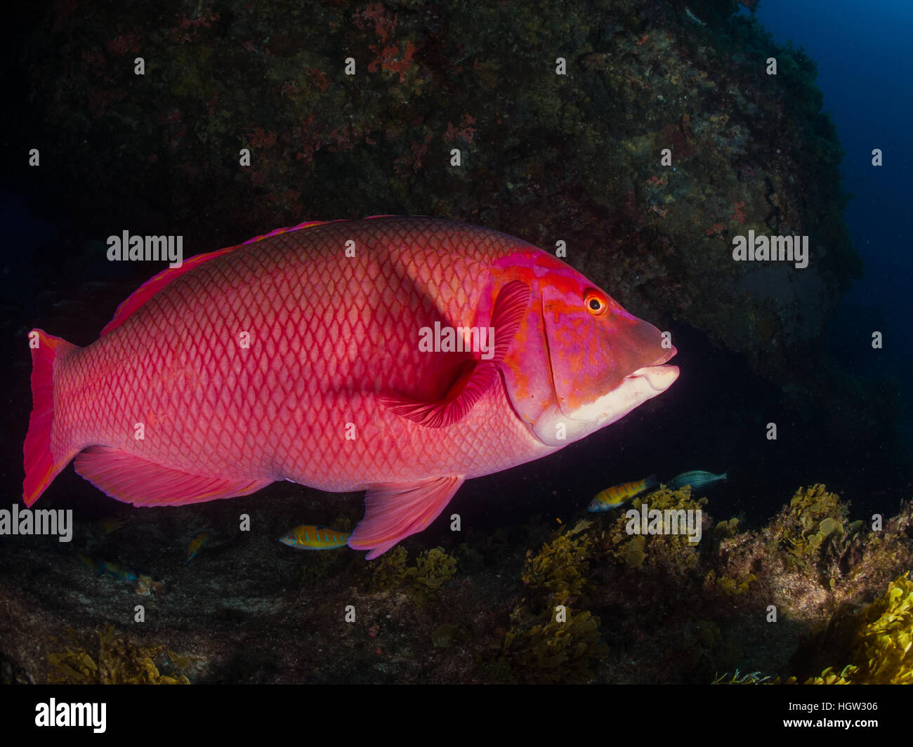 Barred Hogfish (Bodianus Scrofa), La Graciosa, Lanzarote, Kanarische Inseln Stockfoto