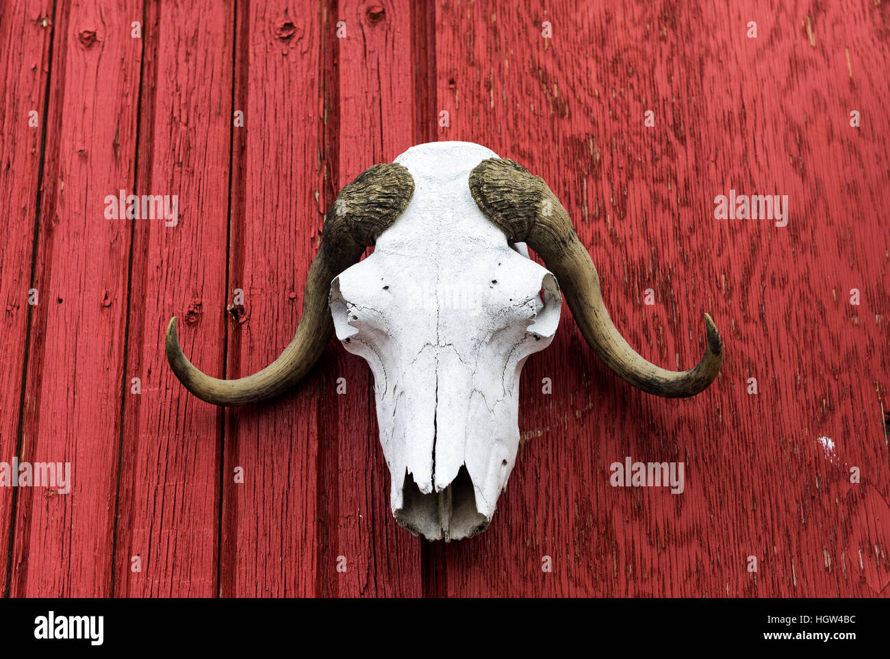 Ein Moschusochsen-Schädel an einer roten Holzwand montiert. Stockfoto