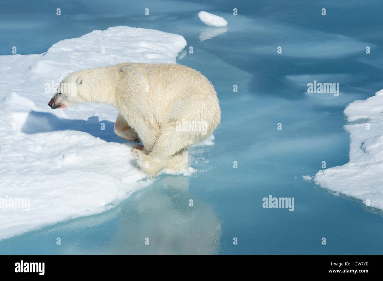 Männlichen Eisbären (Ursus Maritimus) mit Blut auf seine Nase und sein Bein springen über Eisschollen und blaues Wasser, Spitzbergen-Island, Spitzbergen, Norw Stockfoto