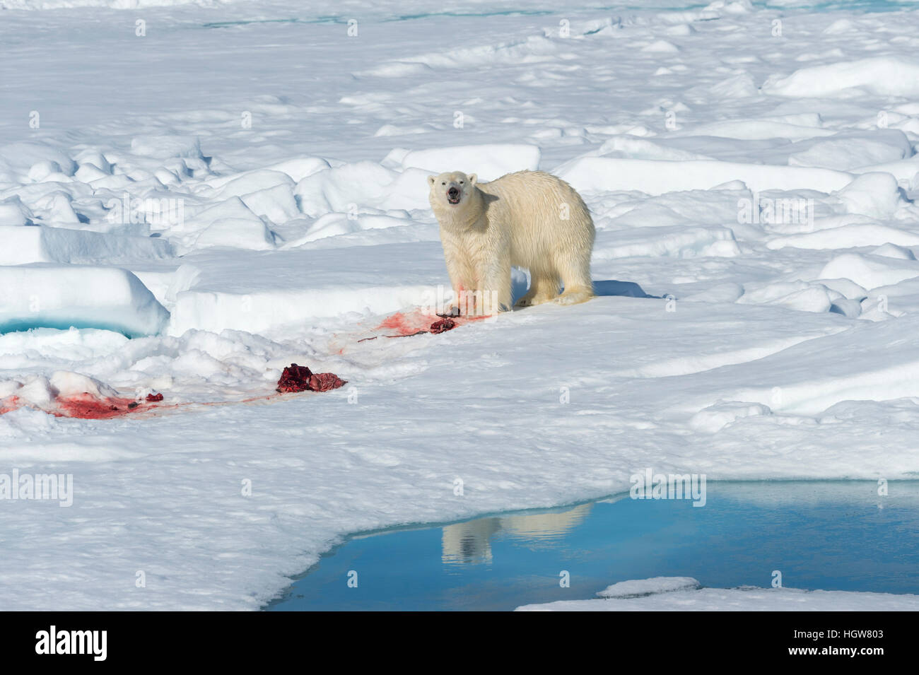 Männlichen Eisbären (Ursus Maritimus) auf dem Packeis, Fütterung auf den Resten einer preyed Dichtung Insel Spitzbergen, Svalbard-Archipel, Norwegen, Europa Stockfoto