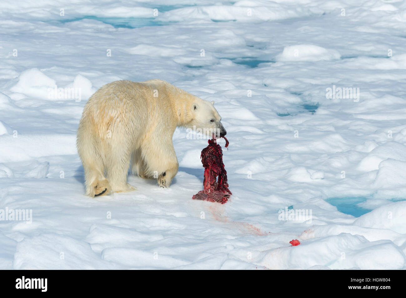 Männlichen Eisbären (Ursus Maritimus) auf dem Packeis, Fütterung auf den Resten einer preyed Dichtung Insel Spitzbergen, Svalbard-Archipel, Norwegen, Europa Stockfoto