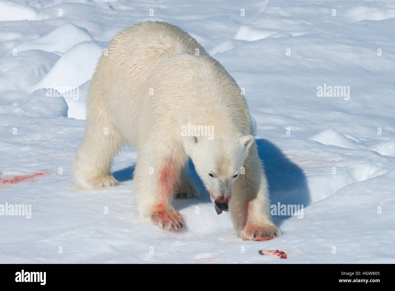 Männlichen Eisbären (Ursus Maritimus) auf dem Packeis, Fütterung auf den Resten einer preyed Dichtung Insel Spitzbergen, Svalbard-Archipel, Norwegen, Europa Stockfoto