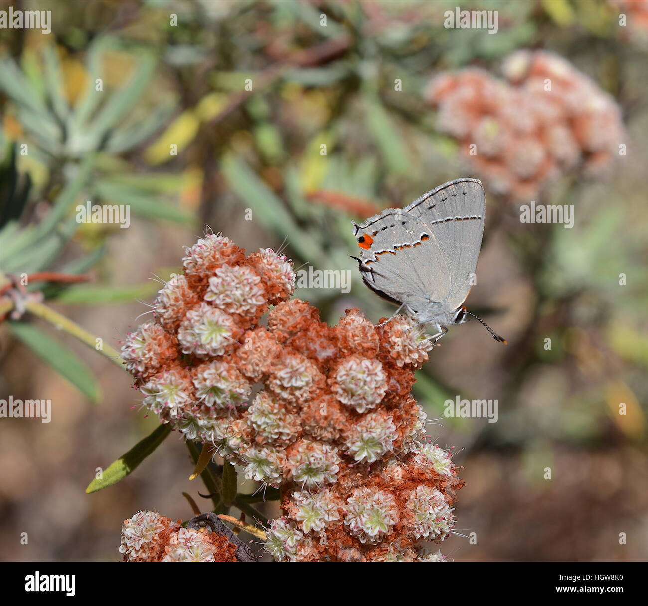 Ein graues Zipfelfalter Schmetterling Fütterung auf Santa Cruz Island Buchweizen Blume in einem Wildlife-Garten, San Diego, Kalifornien Stockfoto