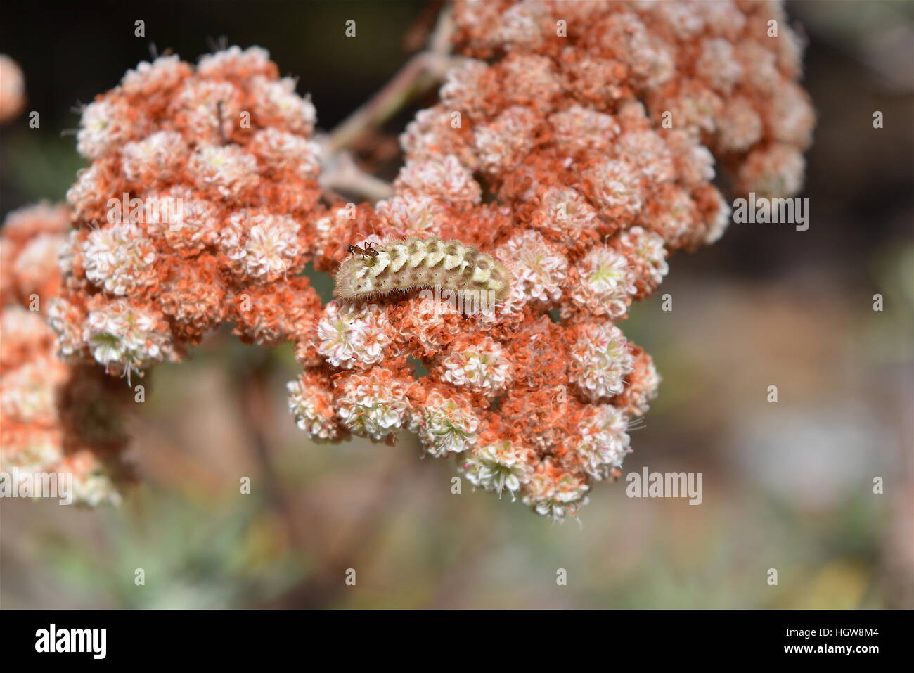 Ameise neigende Raupe des grauen Zipfelfalter Schmetterling auf Santa Cruz Island Buchweizen Stockfoto