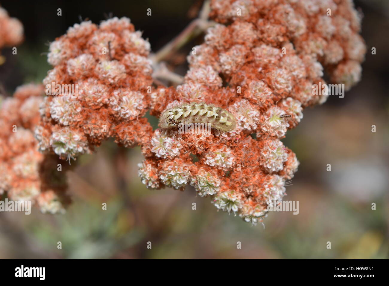 Ameise neigende Raupe des grauen Zipfelfalter Schmetterling auf Santa Cruz Island Buchweizen Stockfoto
