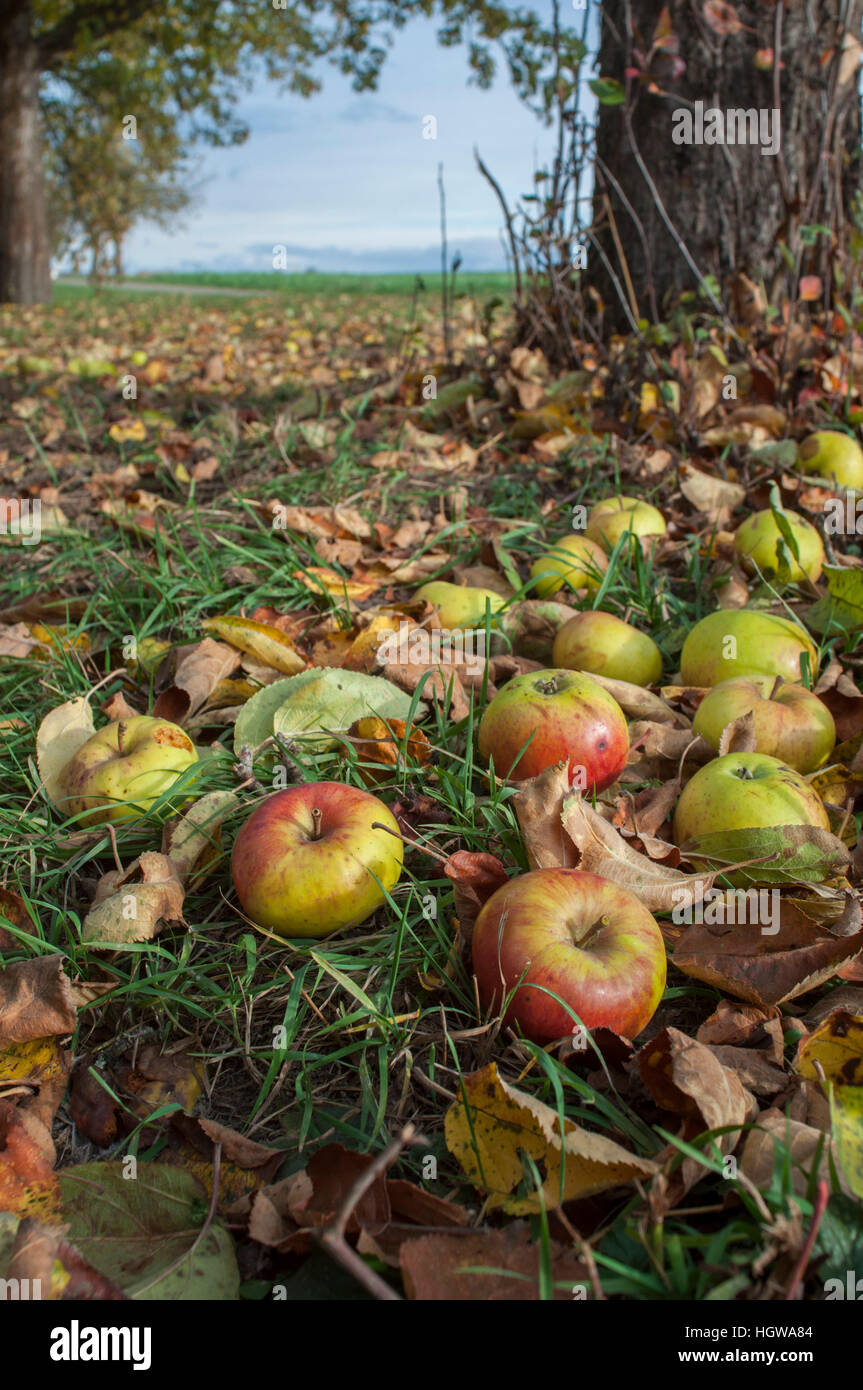 Obstgarten-Wiese mit reifen Äpfeln, Heilbronn-Franken, Baden-Württemberg, Schwäbisch Hall, Hohenlohe landen, Deutschland, (Malus) Stockfoto