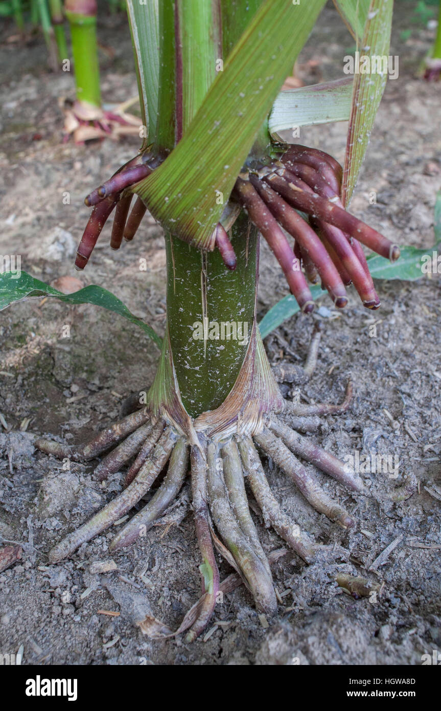 Wurzel von Mais, Baden-Württemberg, Deutschland, (Zea Mays) Stockfoto