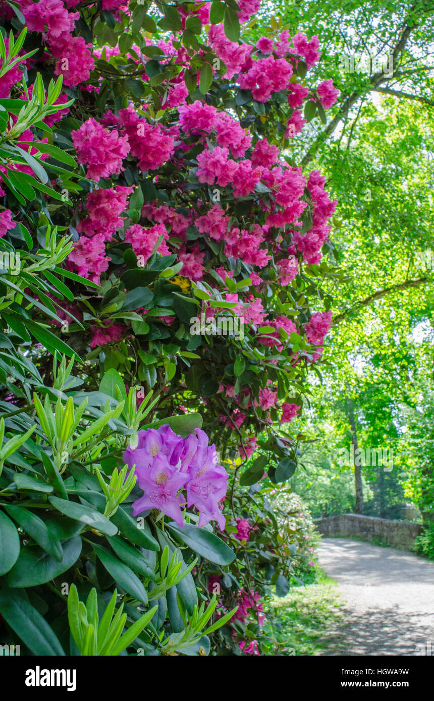 Blhenden Rhododendron, Pfuhlpark, Neckar-Tal, Heilbronn-Franken, Heilbronn  Pfhlpark, Baden-Wrttemberg, Deutschland, (Rhododendron Stockfotografie -  Alamy