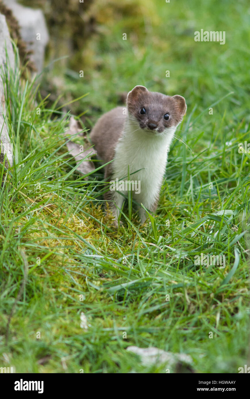 Ein Porträt von einem Hermelin (Mustela Erminea) mit ständigen Gras neben einer Trockensteinmauer Stockfoto