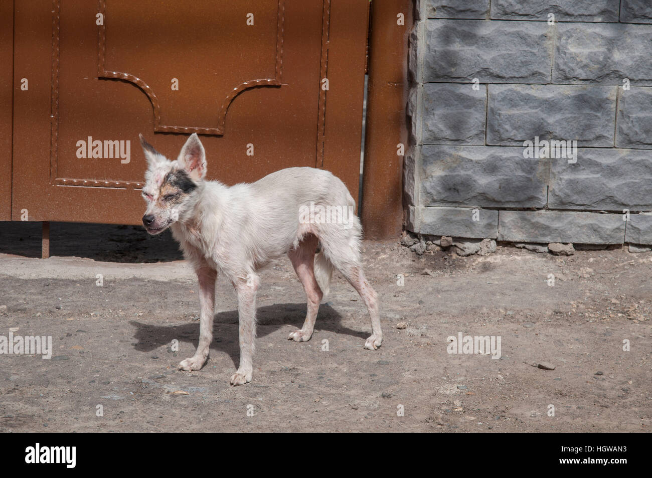 Streunenden Sie Hund, Caucasus, Kutaissi, Georgien, Imeretien Stockfoto