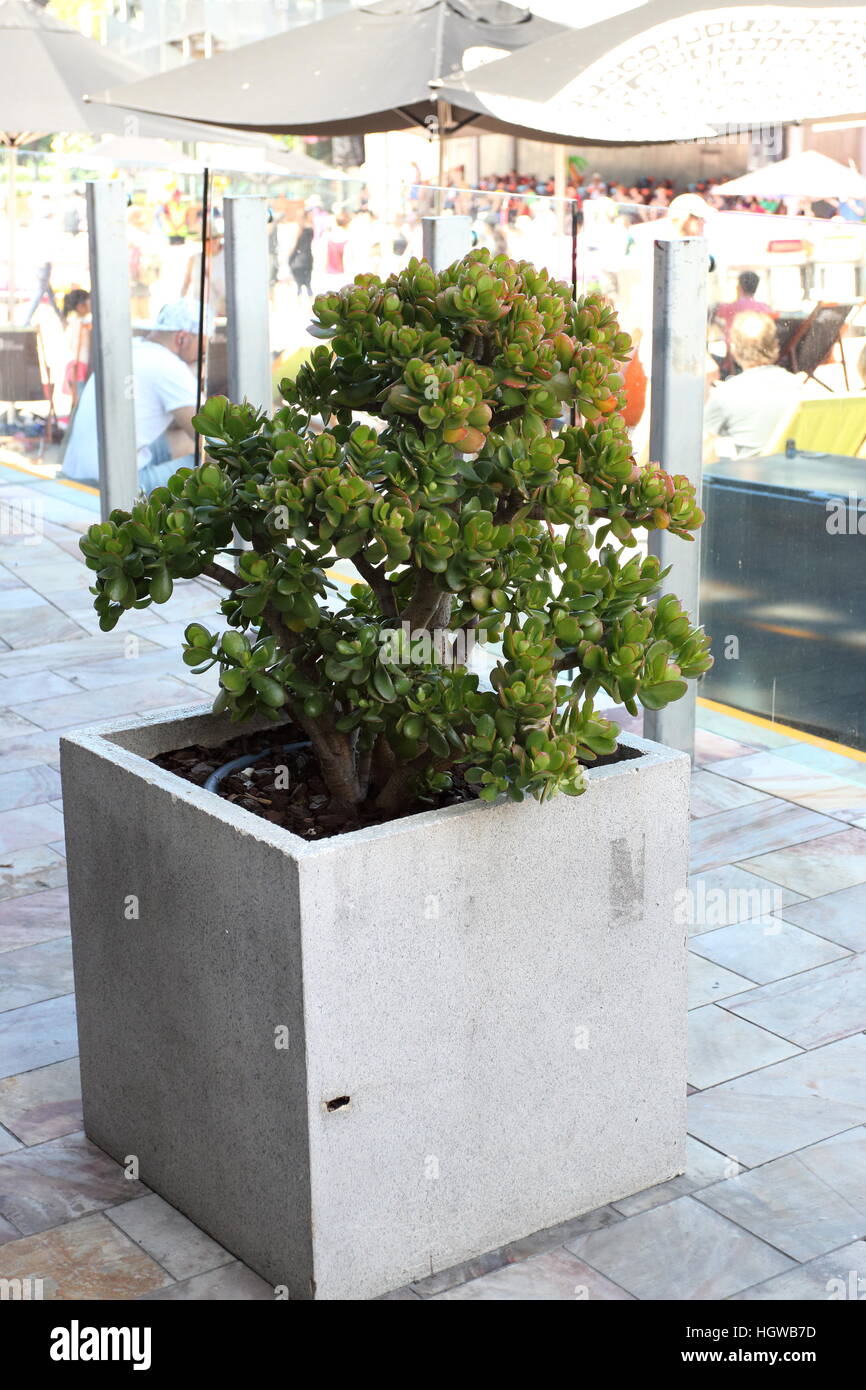 Crassula Ovata oder Jade Pflanzen wachsen in einem Topf Stockfoto