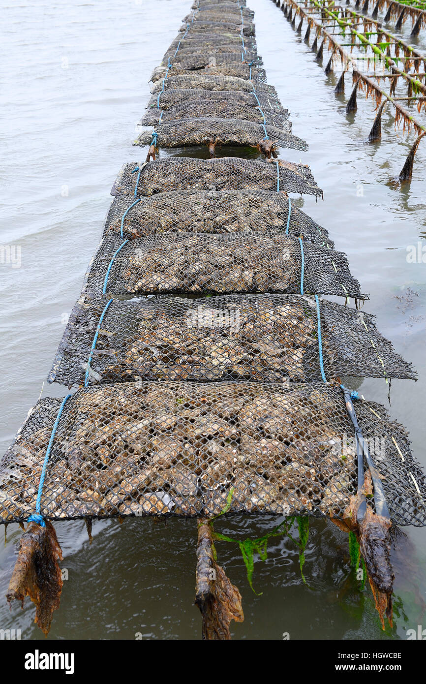 Pazifische Felsenauster (Crassostrea Gigas), Sylter Royal, Auf Stellagen Bei Ebbe Im Watt, Sylt, Nordfriesische Inseln, Nordfriesland, Schleswig-Holstein, Deutschland Stockfoto