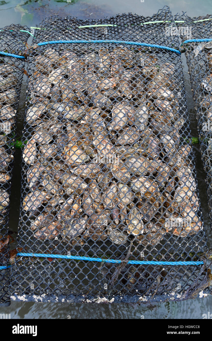 Pazifische Felsenauster (Crassostrea Gigas), Sylter Royal, Auf Stellagen Bei Ebbe Im Watt, Sylt, Nordfriesische Inseln, Nordfriesland, Schleswig-Holstein, Deutschland Stockfoto