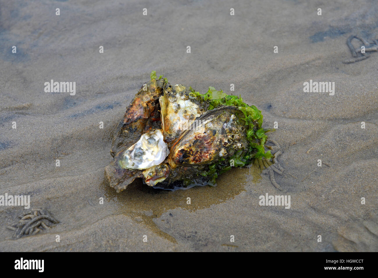 Wilde Pazifische Felsenauster (Crassostrea Gigas), Sylter Royal, Bei Ebbe Im Watt, Sylt, Nordfriesische Inseln, Nordfriesland, Schleswig-Holstein, Deutschland Stockfoto