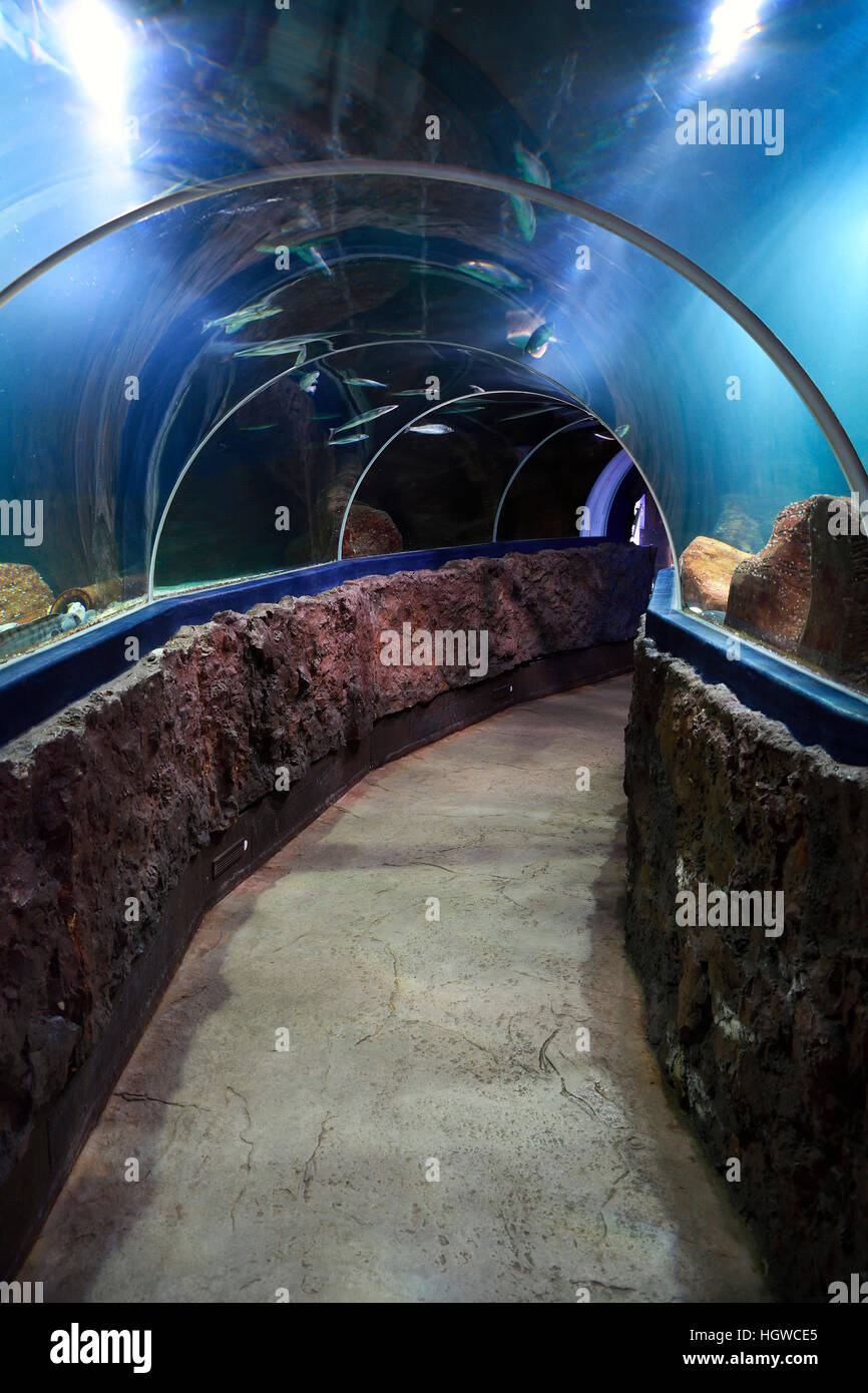 Fischtunnel Im Sylt-Aquarium, Westerland, Sylt ...