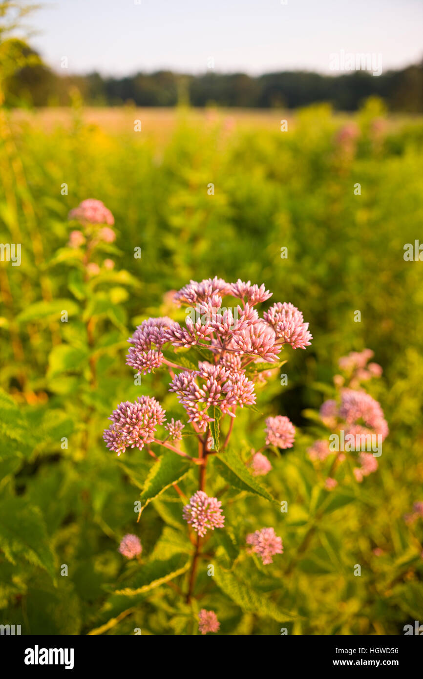 Joe – Pye Weed, Eutrochium Purpureum, wächst in eine Heu-Feld in Bridgewater, Massachusetts.  Sommer. Stockfoto