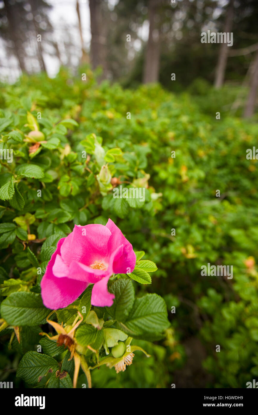 Rose, Rosa Rugosa, im Wunderland auf der Küste von Maine Acadia Narional Park Strand. Stockfoto