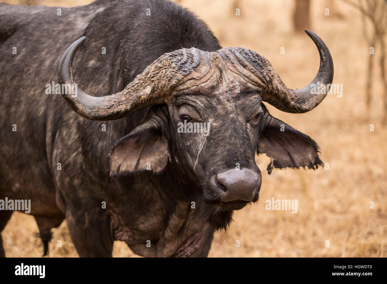 Bufalo in den Büschen. Südafrika. Stockfoto