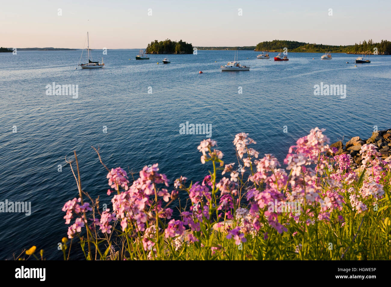 Phlox Blüte am Ufer des Hafens in Lubec Maine. Stockfoto