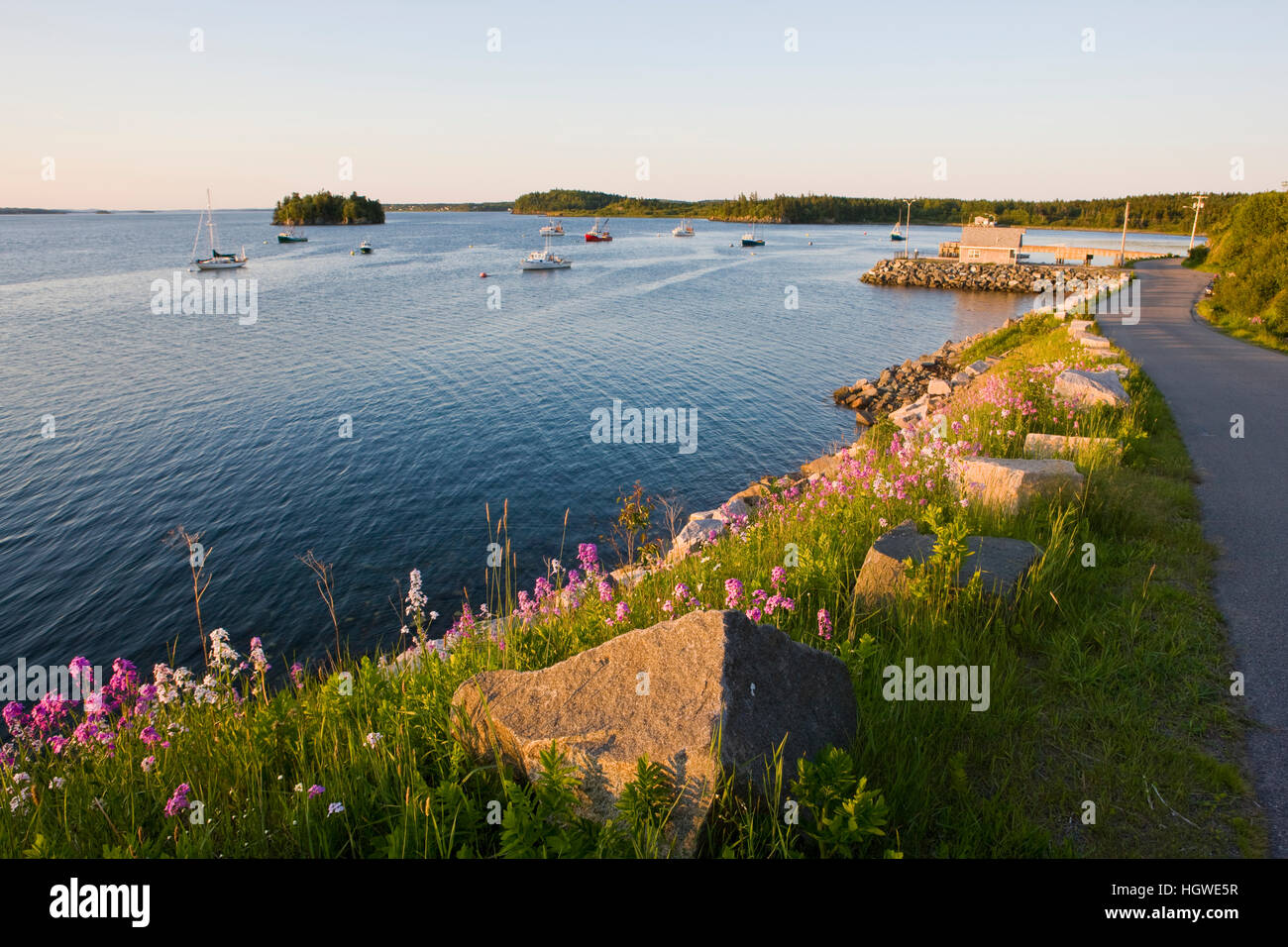 Phlox Blüte am Ufer des Hafens in Lubec Maine. Stockfoto