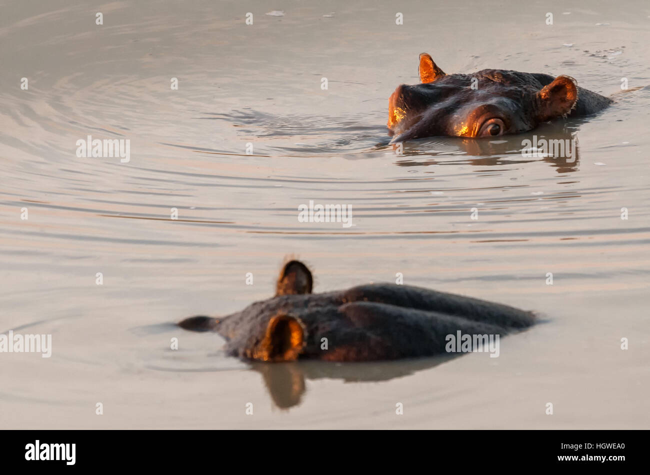 Paar von Nilpferd im südafrikanischen Fluss schwimmen Stockfoto