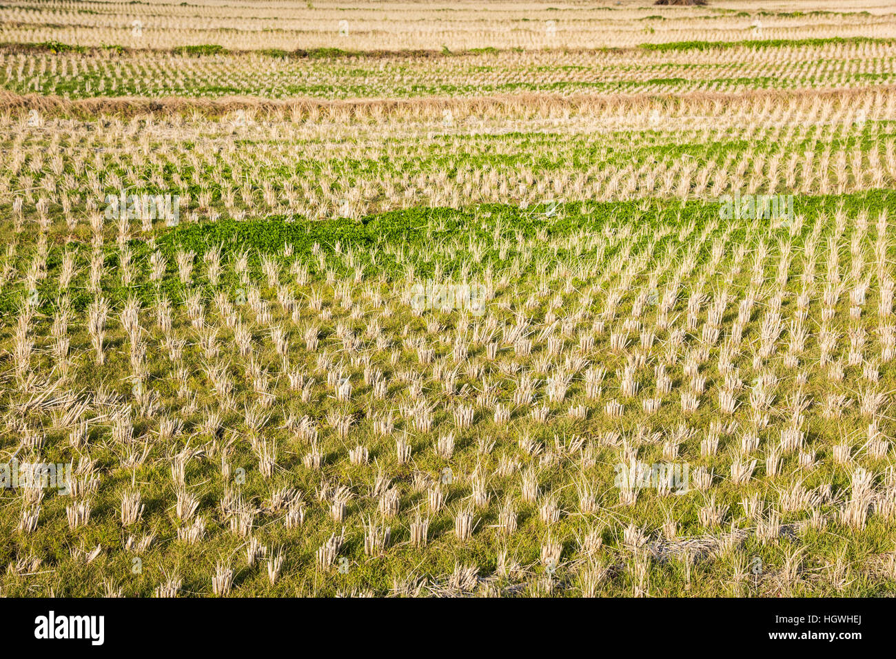 Winter-Rice Field, Isehara City, Präfektur Kanagawa, Japan Stockfoto