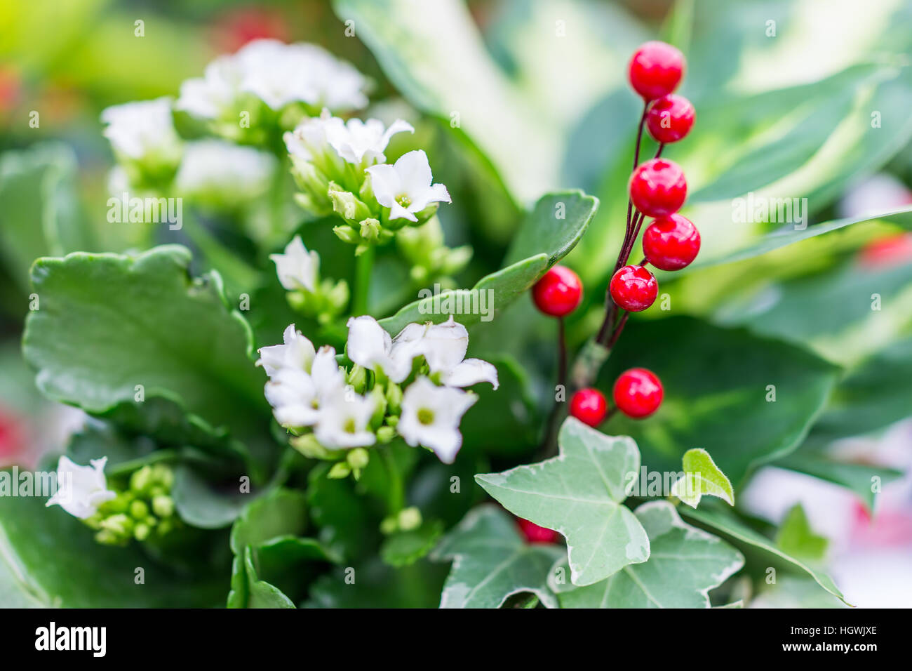 Winter Pflanze Topf Bouquet mit roten Früchten und weißen Blüten