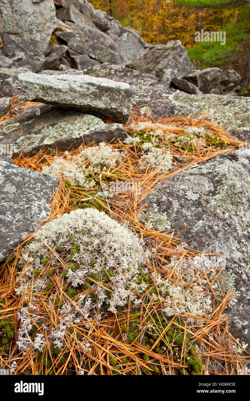 Fallen Sie im Wald auf dem Mühlstein Hill in Barre, Vermont.  Verlassene Granitsteinbruch.  Fallen. Rentier Flechten. Stockfoto