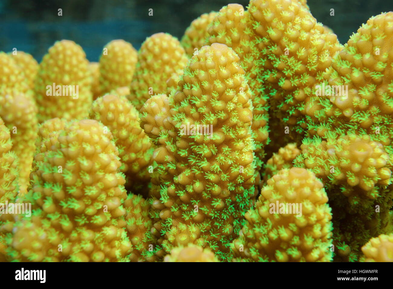 Nahaufnahme von Finger Korallen mit offenen Polypen, Acropora Humilis, Unterwasser Meerestiere, Pazifik, Französisch-Polynesien Stockfoto