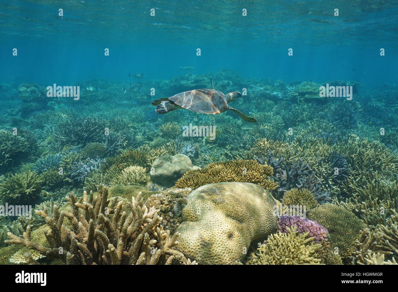 Unterwasser Korallenriff mit einer grünen Meeresschildkröte, Süd-Pazifik, Neu-Kaledonien Stockfoto