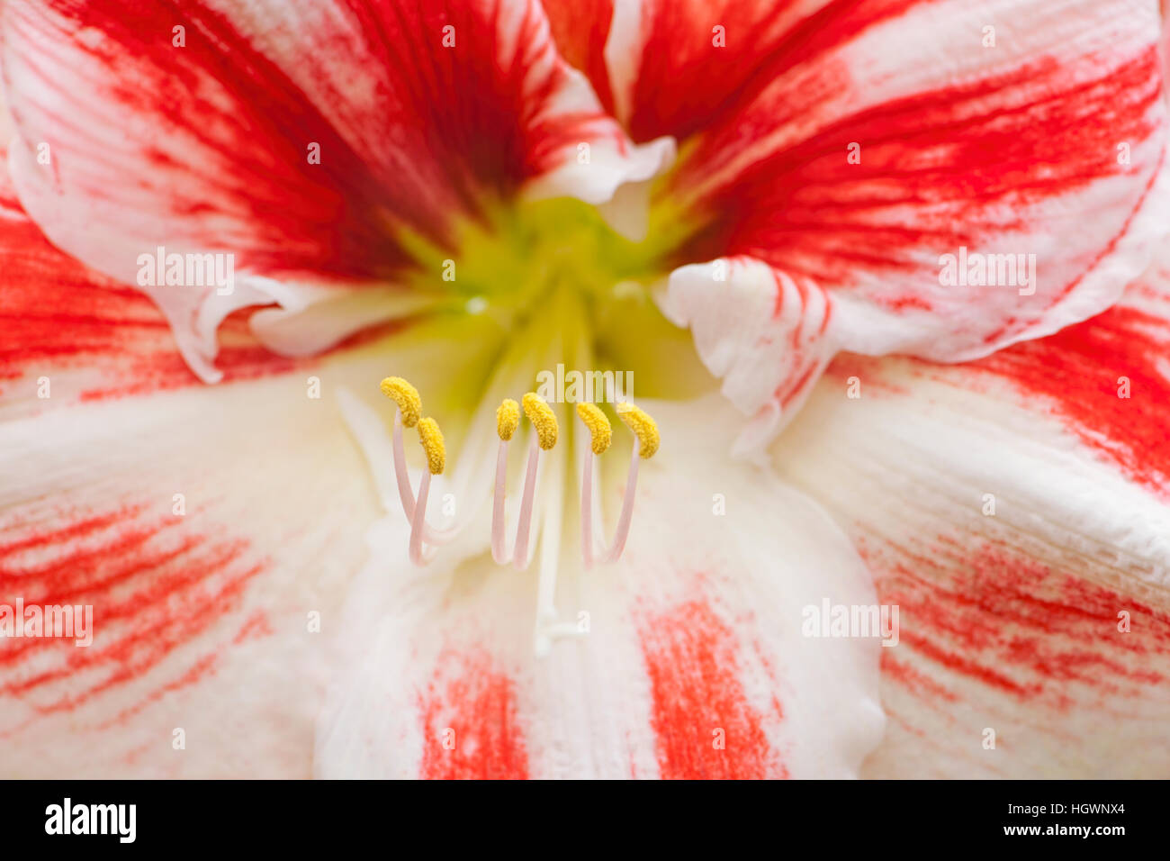 Nahaufnahme Makro Bild der Blume Hippeastrum Amaryllis Lilie Blume genannt. Stockfoto