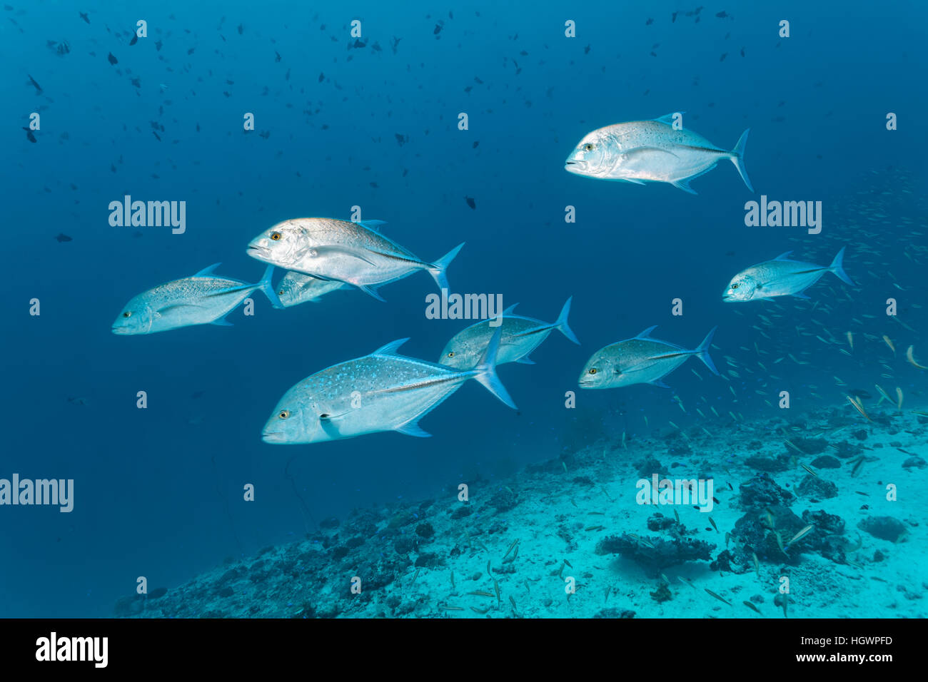 Schule der roten Trevally (Caranx Melampygus), jagen kleine Fische am Korallenriff, Lhaviyani Atoll, Malediven Stockfoto