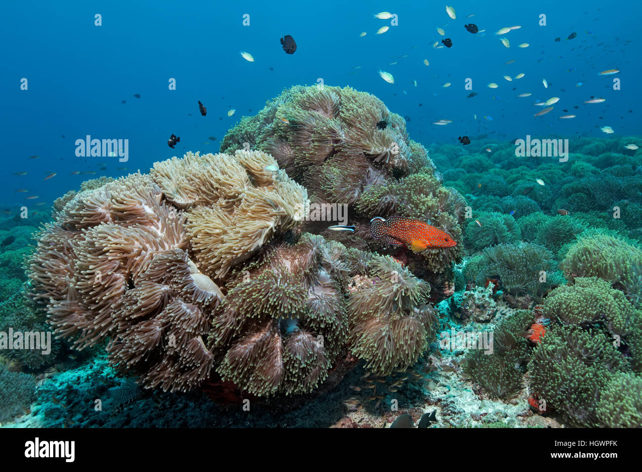 Koralle, herrliche Seeanemonen (Heteractis Magnifica), Korallen Hind (Cephalopholis Miniata), mit sauberer Lippfische überwuchert Stockfoto