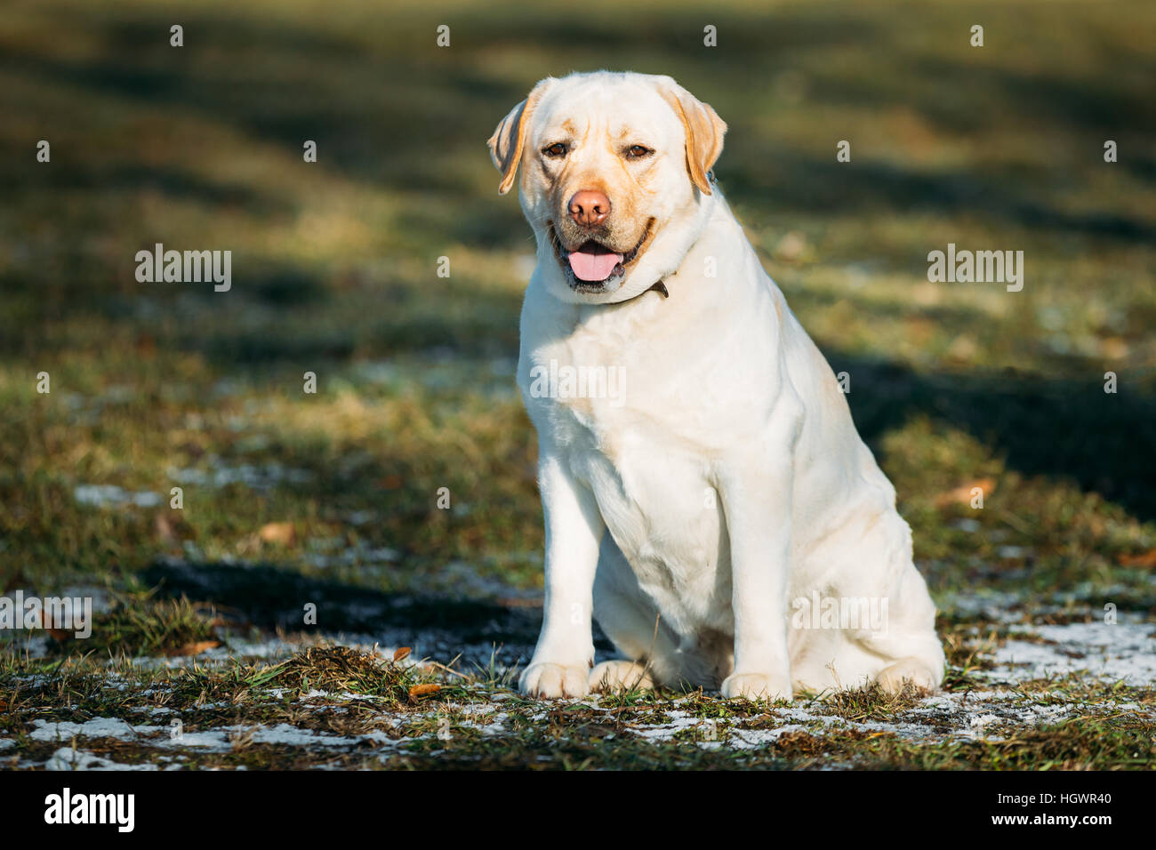 Schöne weiße Labrador Retriever Lab Hund bleiben im Freien im Frühjahr Stockfoto