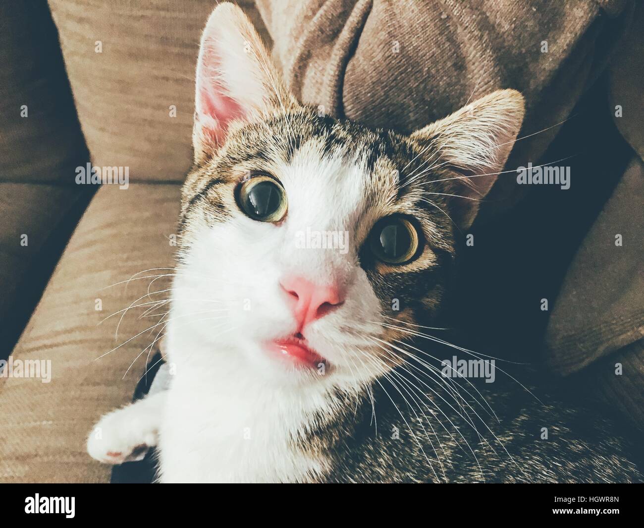 Lustige süße Katze Portrait Stockfoto