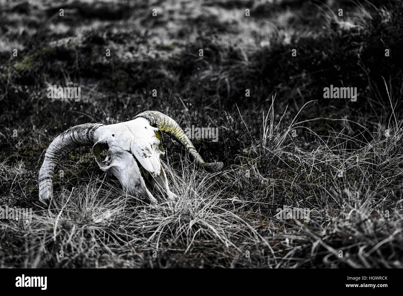 Eine weitgehend schwarz / weiß Bild eines Widders Schädel auf dem Rasen mit einem Hauch von Grün in der gesamten Stockfoto