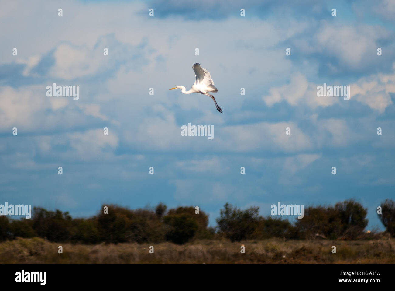 Ein Reiher auf der Küste von Famagusta in Nordzypern. Stockfoto