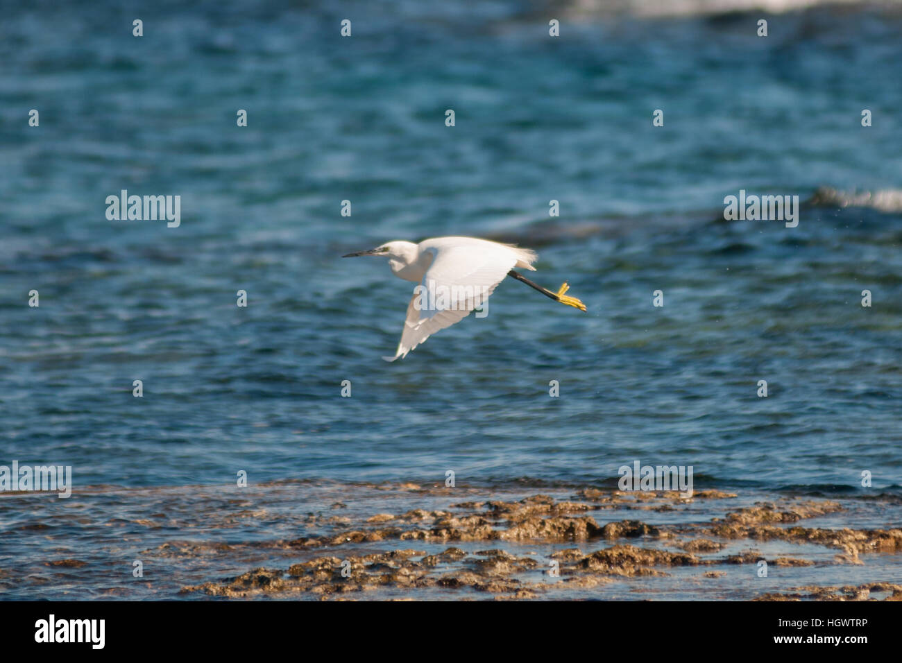 Ein Reiher auf der Küste von Famagusta in Nordzypern. Stockfoto