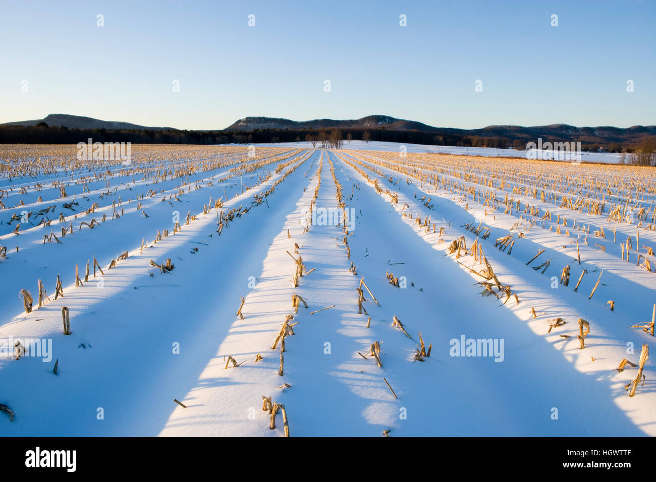 Am frühen Morgen auf einer Farm in Hadley, Massachusetts.  Winter.  Holyoke reichen. Stockfoto