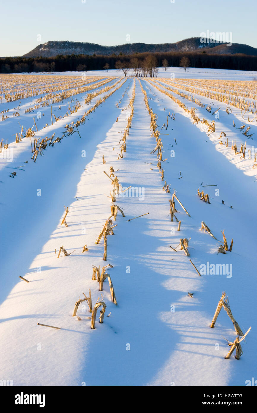 Am frühen Morgen auf einer Farm in Hadley, Massachusetts.  Winter.  Holyoke reichen. Stockfoto